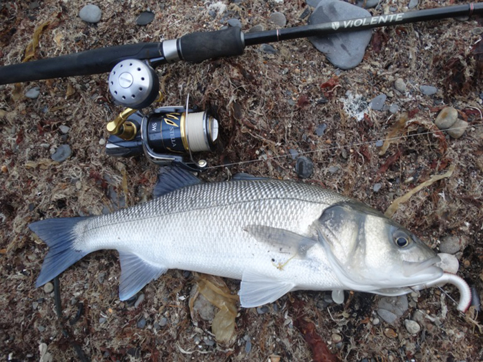 One of Bill's bass. Note the smart reel.