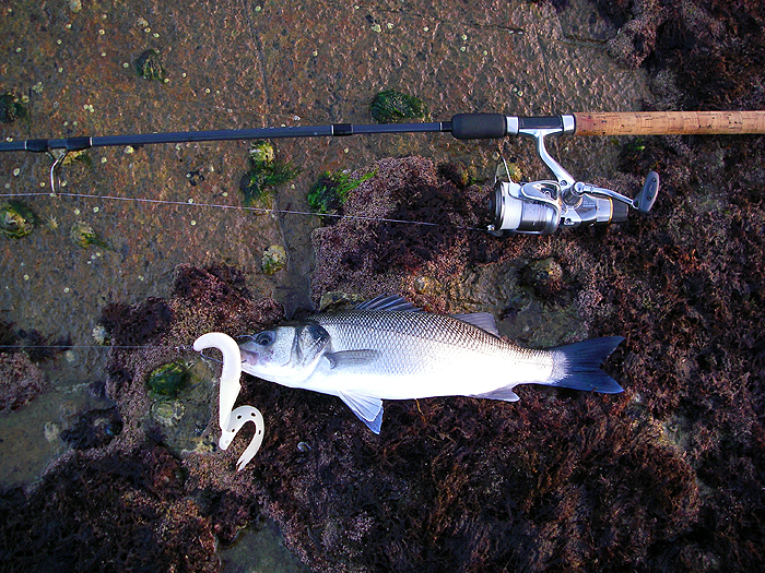 They were feeding on sprats and I really didn't expect a catch on such a big lure.