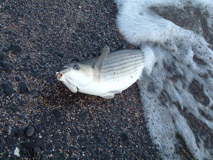 The fly and maggots are clearly visible.