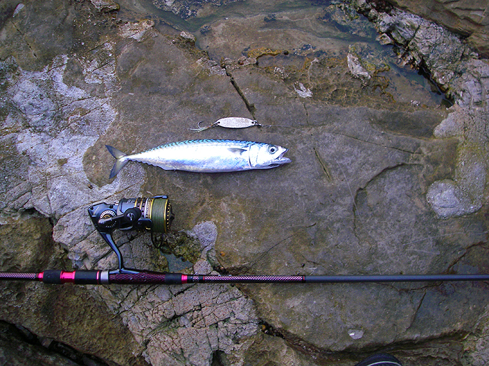 The single hook generally just nicks them in the lip so they survive very well.