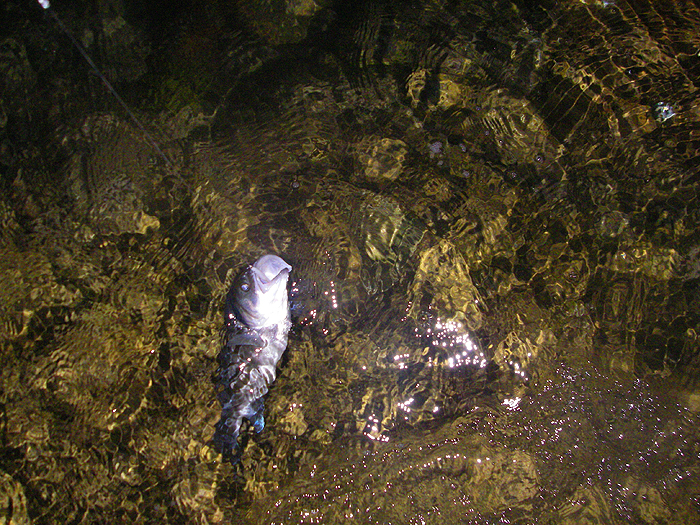 One of the numerous school bass that we had on the fly tackle. I actually caught this one.