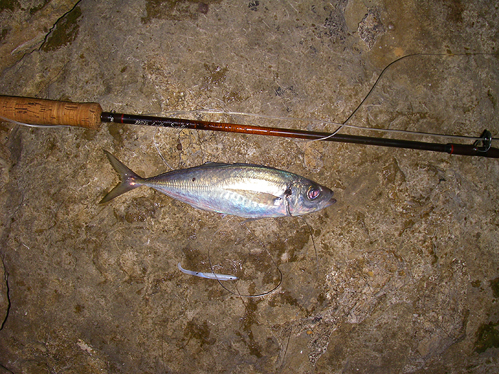 One of my fly-caught scad - aren't they beautiful fish?