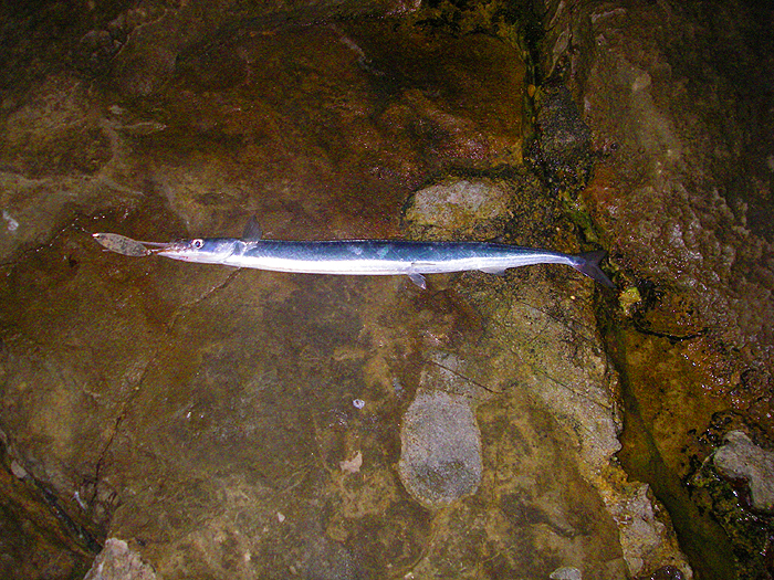 These are lively characters but not easy to hook on my wedge.