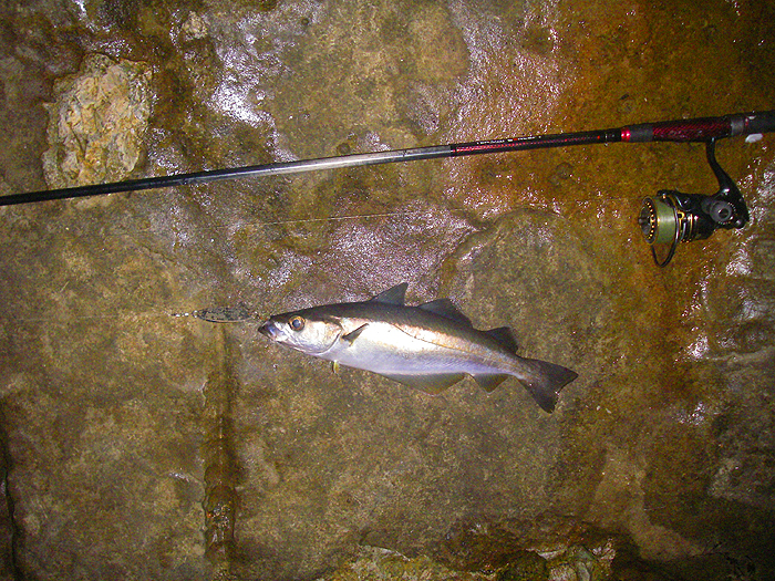 Here in Purbeck where inshore pollack are often tiny this was a reasonable fish.
