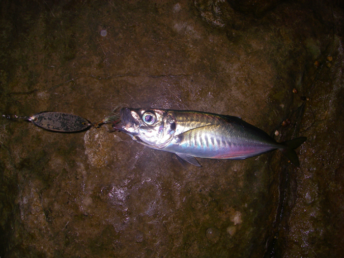 This was the smalles scad I caught, they really are beautiful fish.