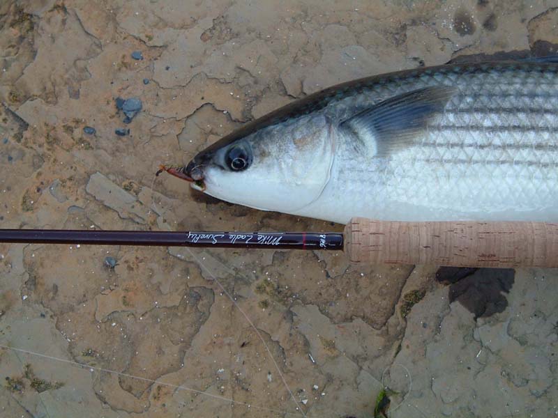 Actually a bit over five - this one took the woodlouse imitation. To be honest I should have stuck to the maggot fly as there were no bass feeding.