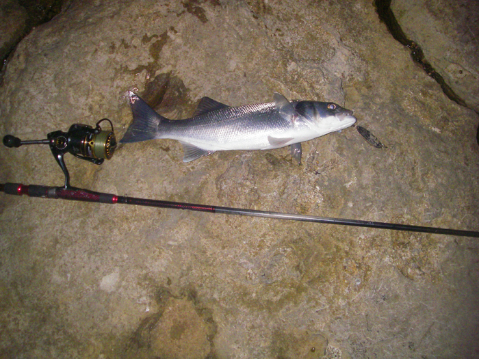 Fitted with a single hook to catch mackerel for bait but it still catches bass.