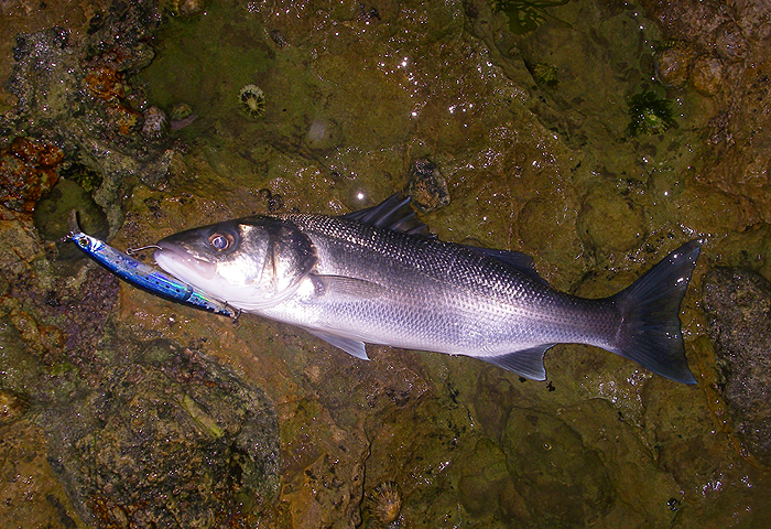 Singles work on the plug too.