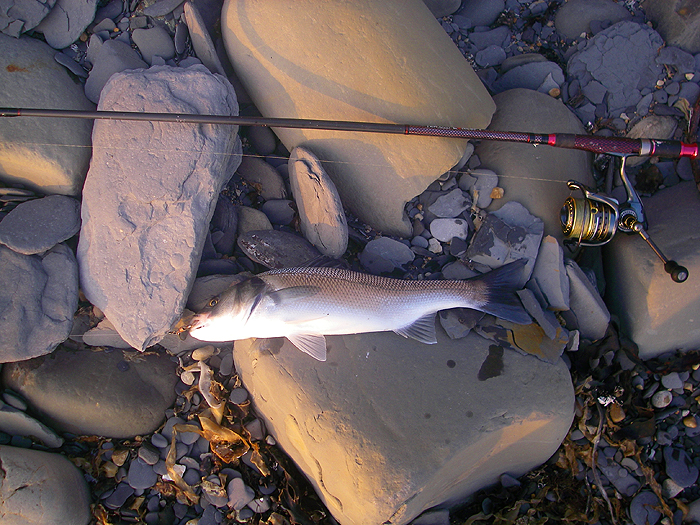 No monster but good fun on the light rod.