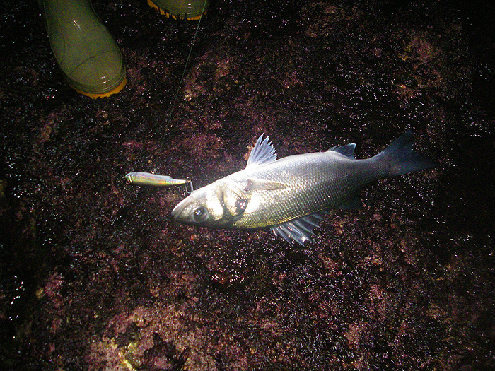 The lure's clearly visible as the fat little bass raises it's spikey dorsal fin for the camera.