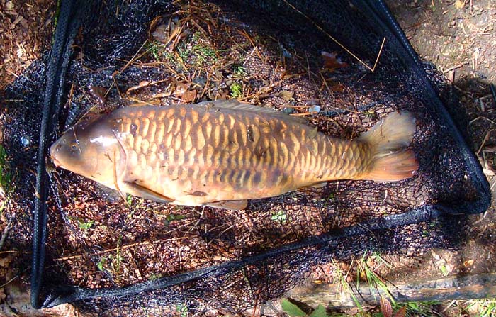 This was the best of the three and was double figures. It managed to engulf a huge lump of floating bread.