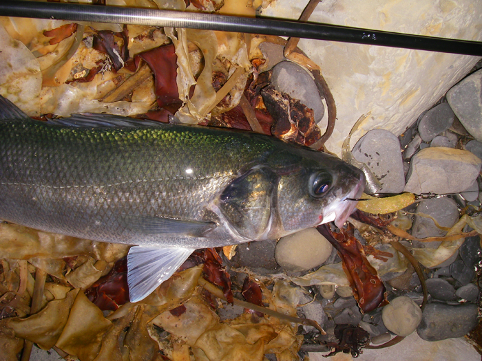 The hook had freed itself perfectly as the fish bit down on the soft bait.