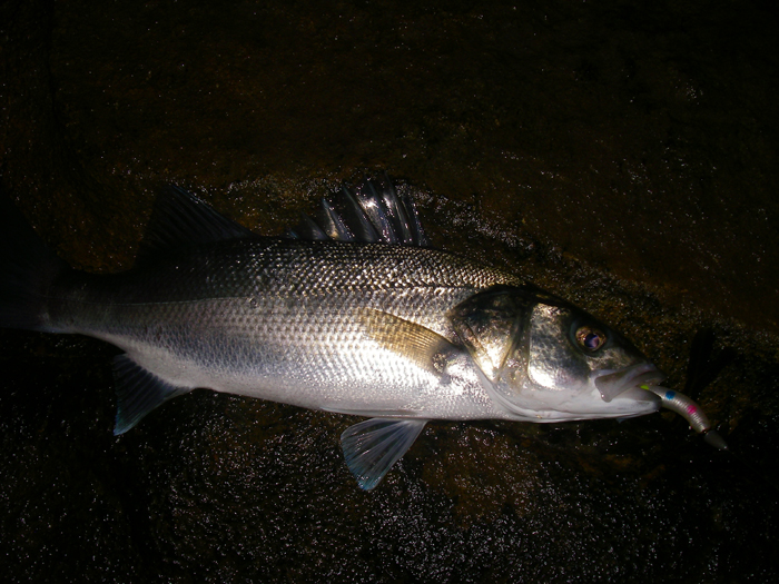A decent fish nicely hooked on my odd coloured EvoStix lure.