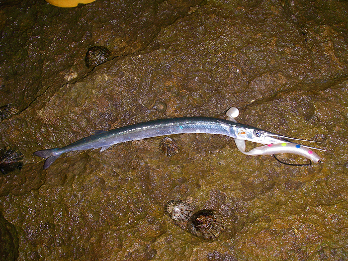 Unlucky fish. Note the fish louse on its gill cover.
