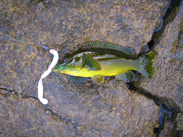 Small but beautifully marked.