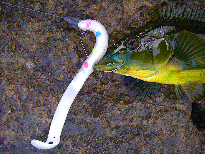 Not only was the hook through its lip it had gone into the cheek too..