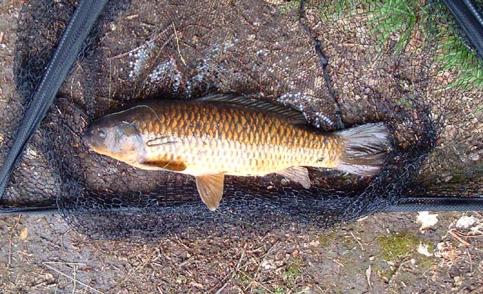 The smallest of the three which took a bit of crust literally under the rod tip with about 30cm of line out.