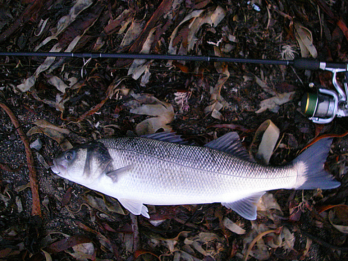 The bass was in superb condition.