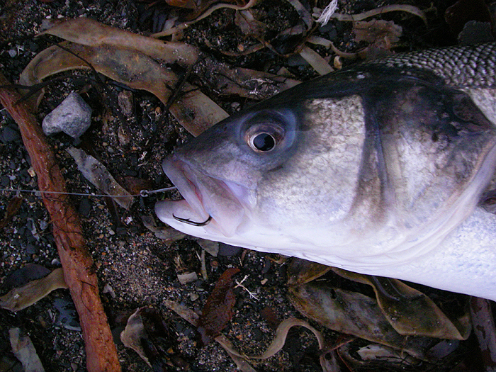 No problem setting the circle hook when using a mackerel head nicked through the tip of the jaws/snout.