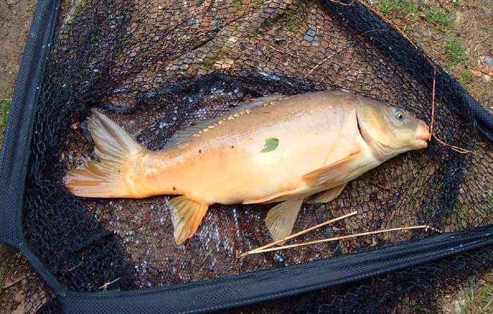 In between the other two in size and with very few scales. In truth none of the carp put up much of a fight on my 'bass' gear.