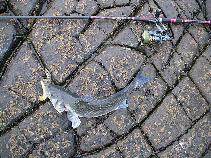 My bass arches its body in typical fashion as it rests on the rocks. Note the Teklon Rod and the Mitchell reel - not a single wind knot all last year.