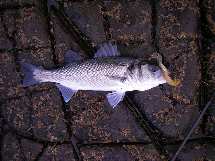 This shows the lure better and also the excellent condition of the fish.