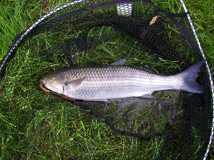 1.6kg and in mint condition. Boy did it put up a fight?