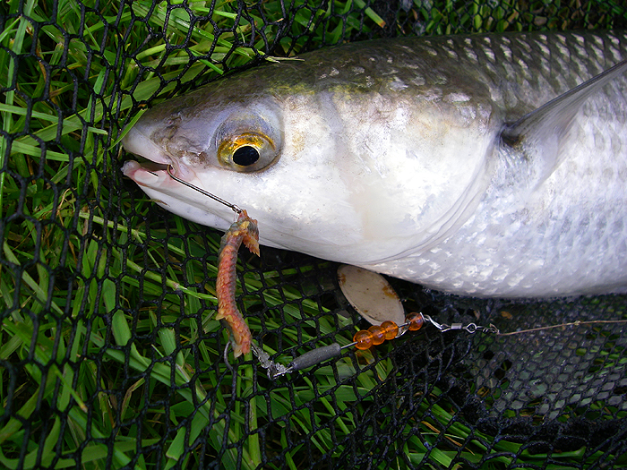 One of my prototype arrangements of hooks - not wholly satisfactory..