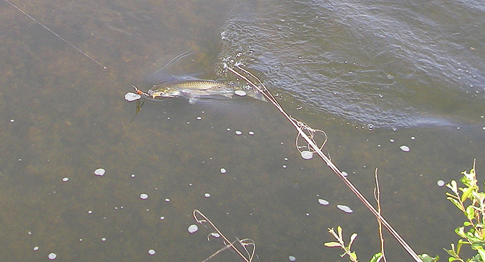 This is the smaller one - again nicely hooked.