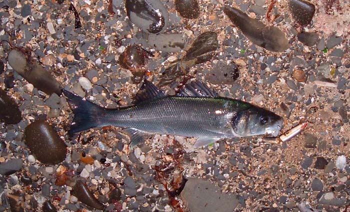 This fish was well hooked and battled harder than any of the carp.