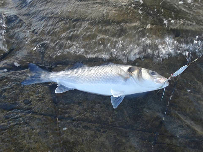 Bill and I both overestimated its weight. The Toby/Fly combination is clearly visible.