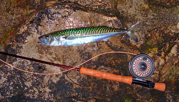 Mackerel are something else! It would be nice to hook a ten pounder (if they existed).