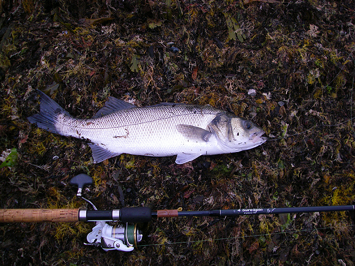 Landed at last on the old 4Surespin and braided line.