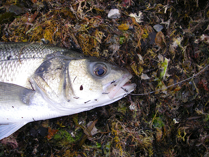 With the reduced bait size the circle hook had lodged nicely in the scissors.