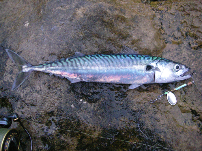 Aren't they beautiful fish? I had to wait until it was lighter to take the picture.