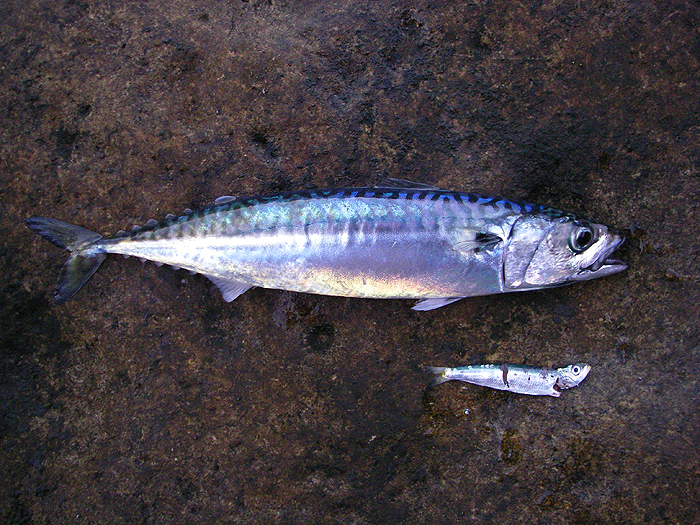 These little chaps are what the mackerel are after.