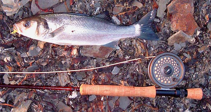 This one took a little yellow Delta eel. The fish was feeding on seaweed fly maggots but was tempted by the 'fly'.