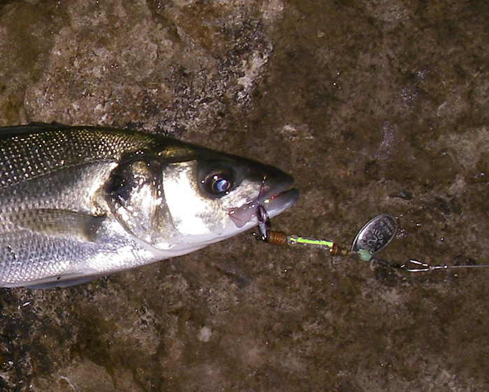 I'm really chuffed with the rubber coated light. Must give it a go for seatrout after dark.