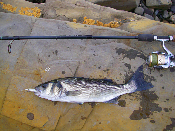I couldn't believe it when I had a bite within seconds of the lure hitting the sea.