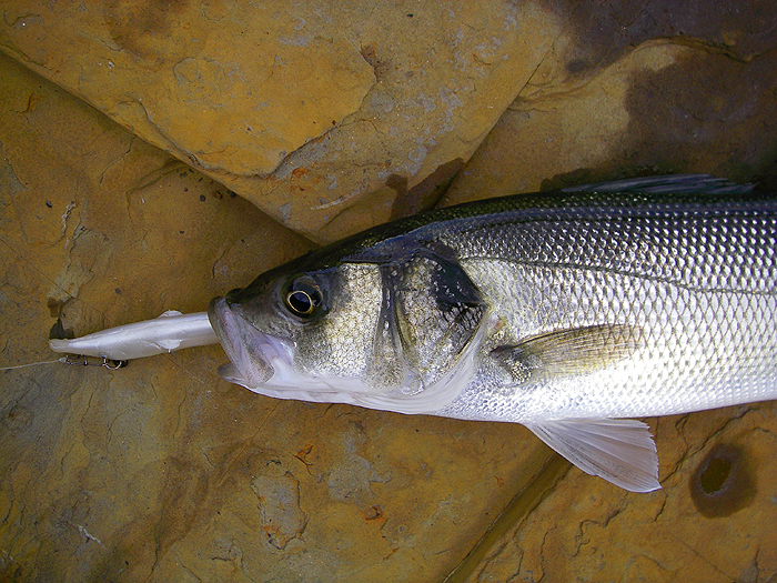 The huge hooks on these Redgills really get a grip.