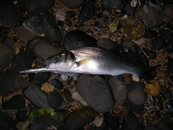 Another small bass well hooked. I prefer these pictures taken in poor light..