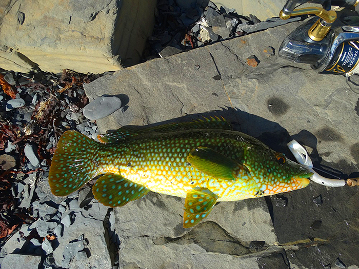 He's not keen on 'brown fish' but it looks to be quite a good specimen.