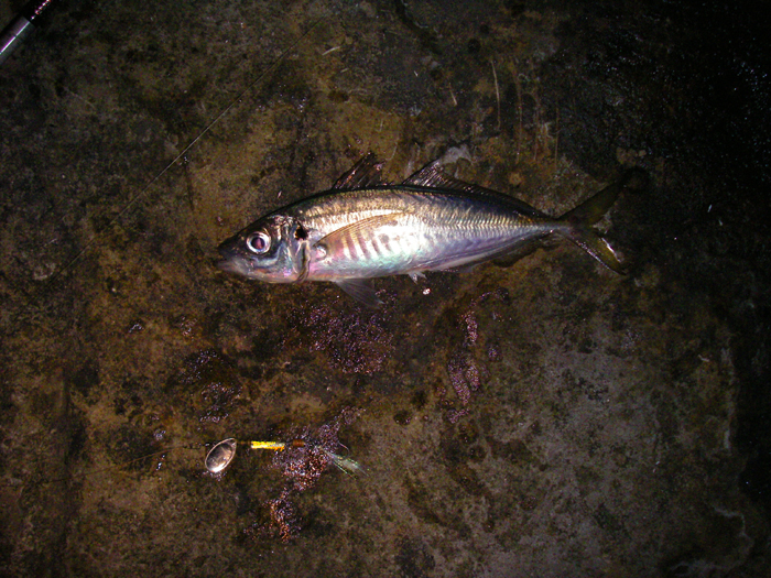 Beautiful little fish and I already knew that they were suckers for a shiny lure in the dark.