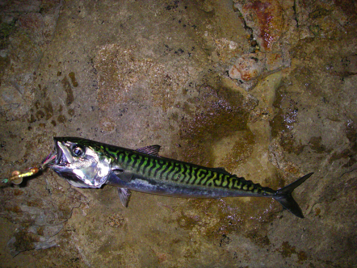 These fish don't seem to feed much in very poor light but the Betalight spinner attracted them.