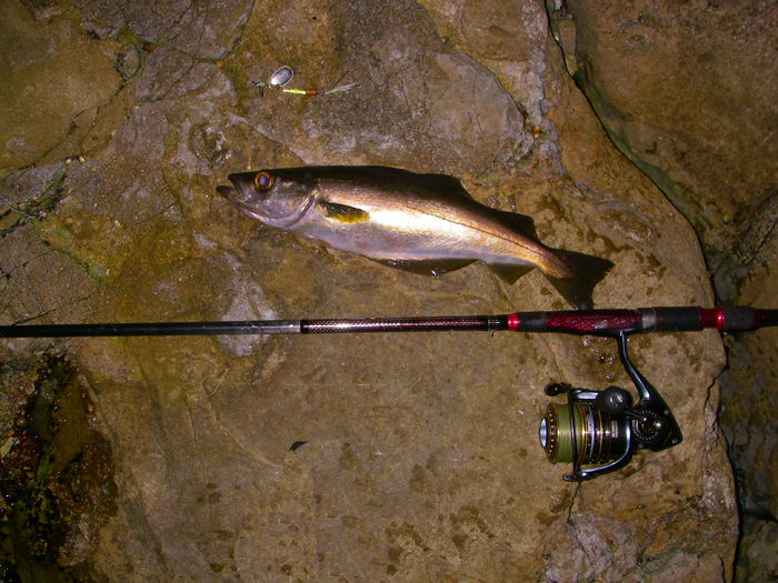 One of three that I caught and two of them were unusually large.