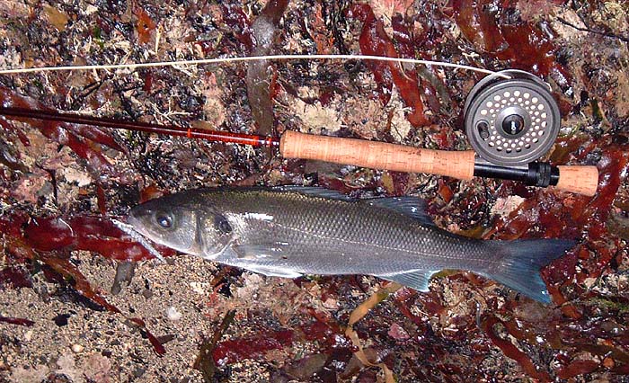 This one took a 'glass minnow' fly and was probably feeding on dead and dying sandeels.