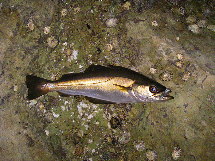 This was my first fish - nicely hooked on the tiny shad.