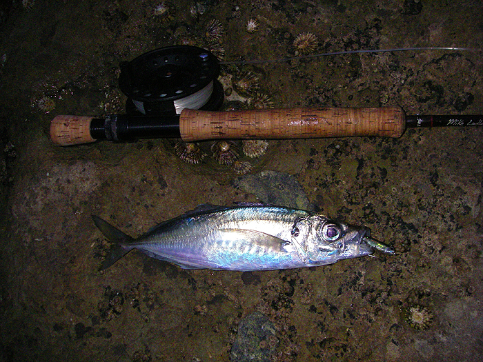 Scad are supposed to be, on average, a good deal larger than mackerel but the ones I catch are about the same size and probably lighter.