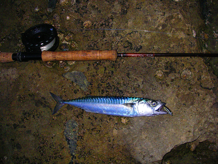 These are the real thoroughbreds of the saltwater fly fishing world and they pull like stink.