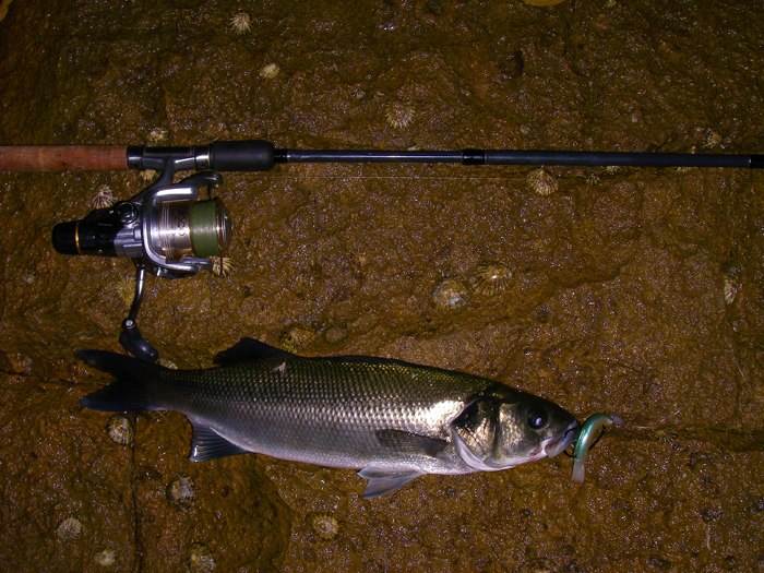 Bass really are fantastic fish - whatever their size.